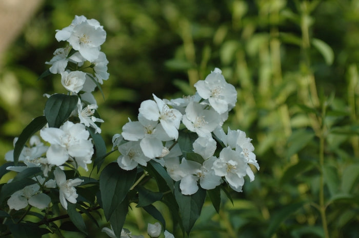 Snowgoose Mock Orange