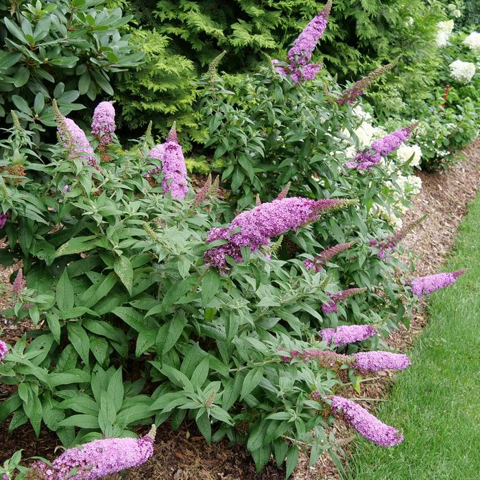 Pugster Pinker® Butterfly Bush