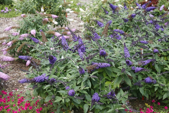 Pugster Blue® Butterfly Bush