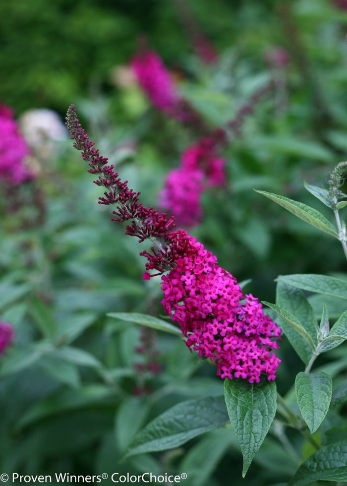 Miss Molly Butterfly Bush