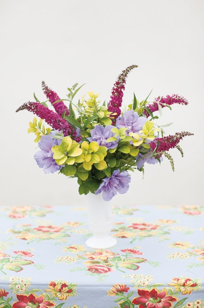 Miss Molly Butterfly Bush