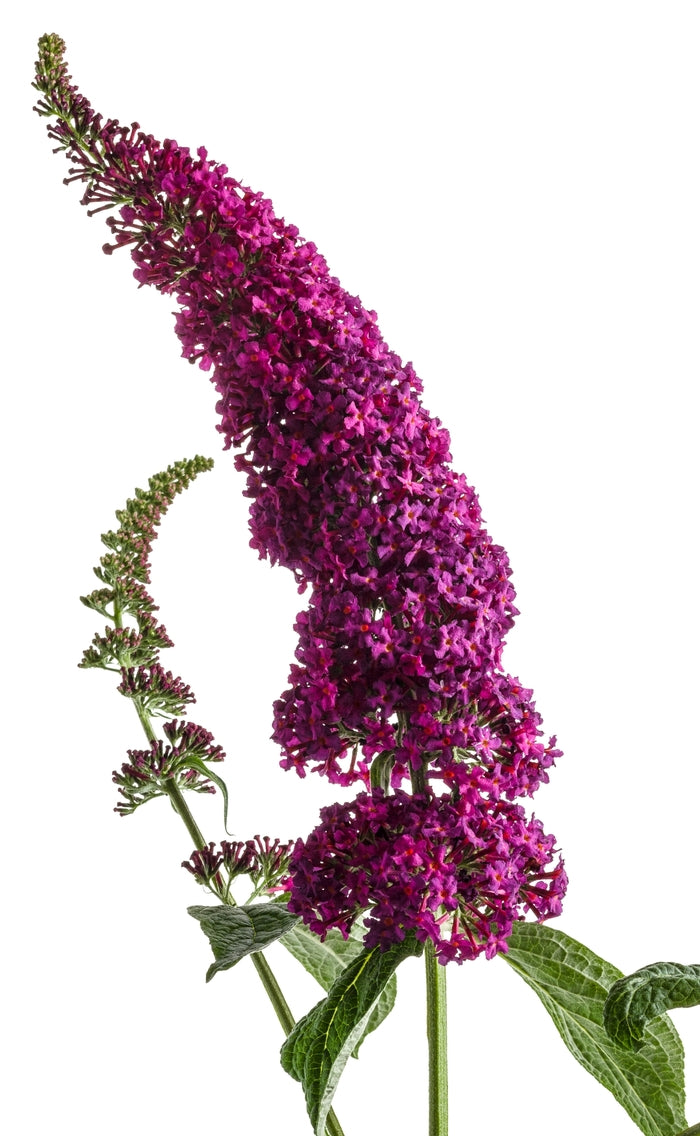 Miss Molly Butterfly Bush