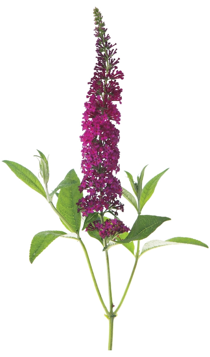 Miss Molly Butterfly Bush