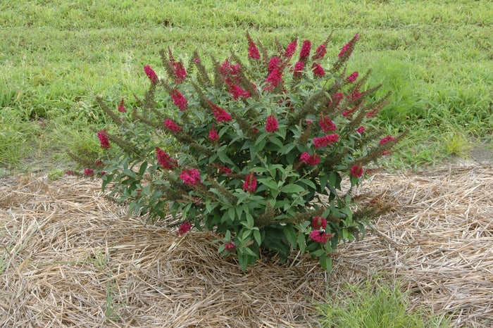 Miss Molly Butterfly Bush