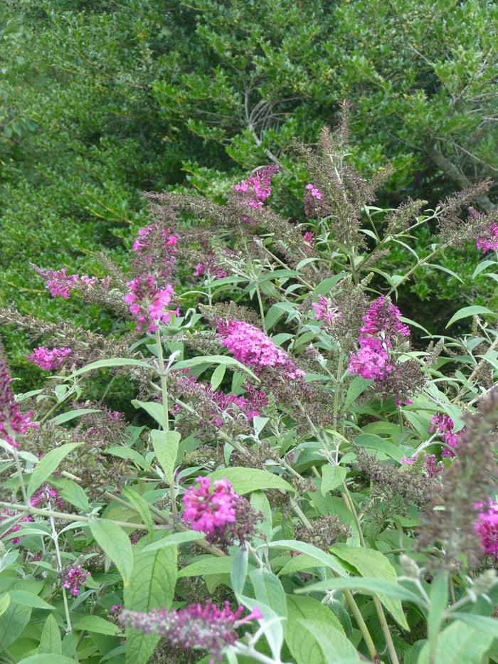 Miss Ruby Butterfly Bush