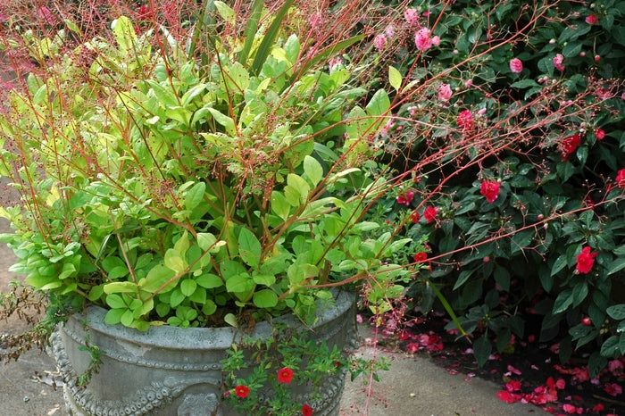 Kingswood Gold Jewels Of Opar