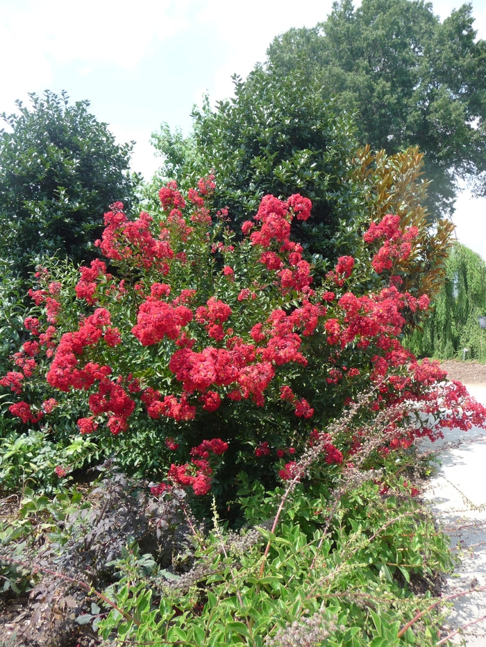 Red Rocket® Crape Myrtle