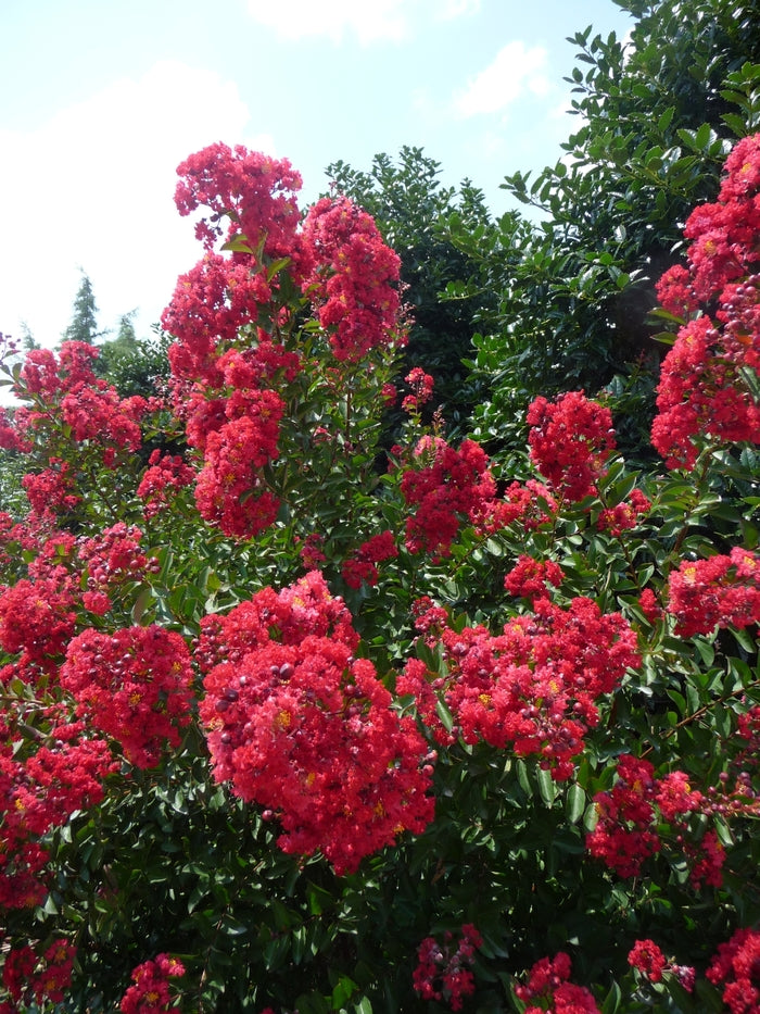 Red Rocket® Crape Myrtle