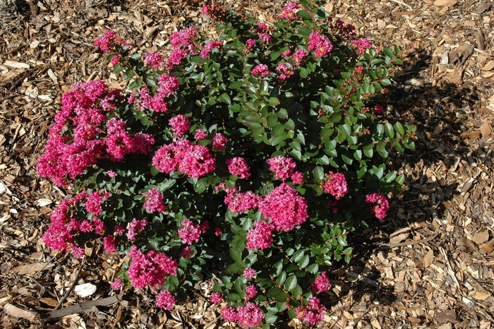 Pocomoke Crape Myrtle