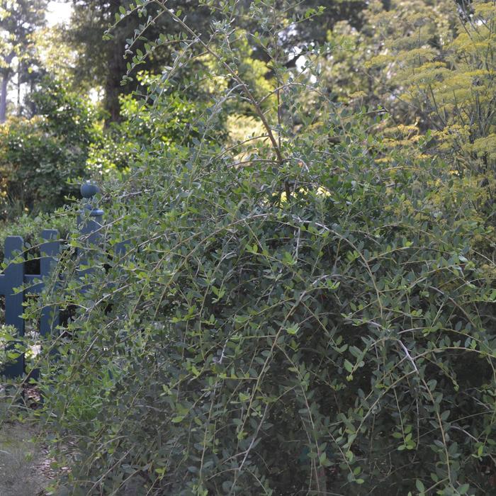 Pendula Weeping Yaupon Holly