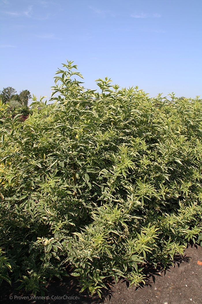 Instant Karma® Elderberry