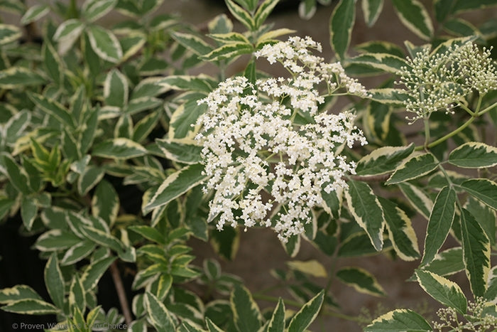 Instant Karma® Elderberry