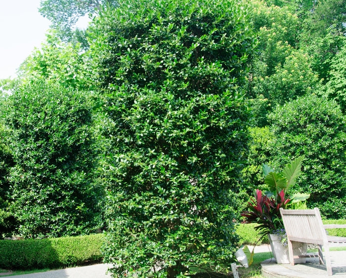 Nellie R. Stevens Holly