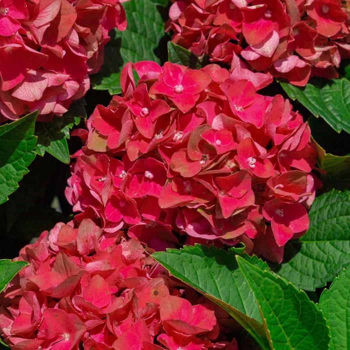 Heart Throb® Bigleaf Hydrangea