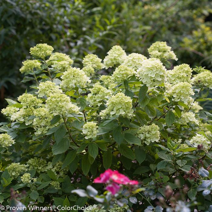 Little Lime® Panicle Hydrangea