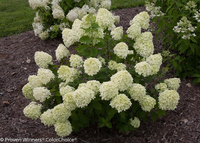Little Lime® Panicle Hydrangea