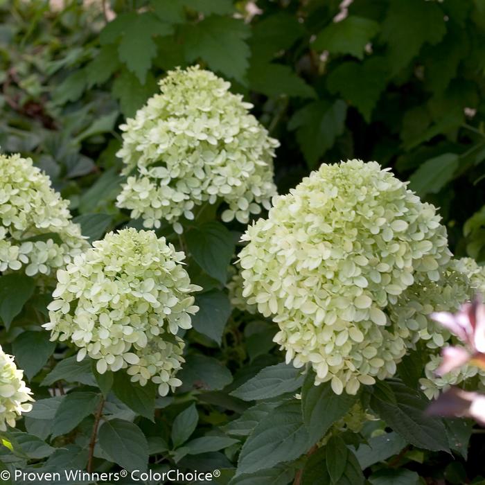 Little Lime® Panicle Hydrangea