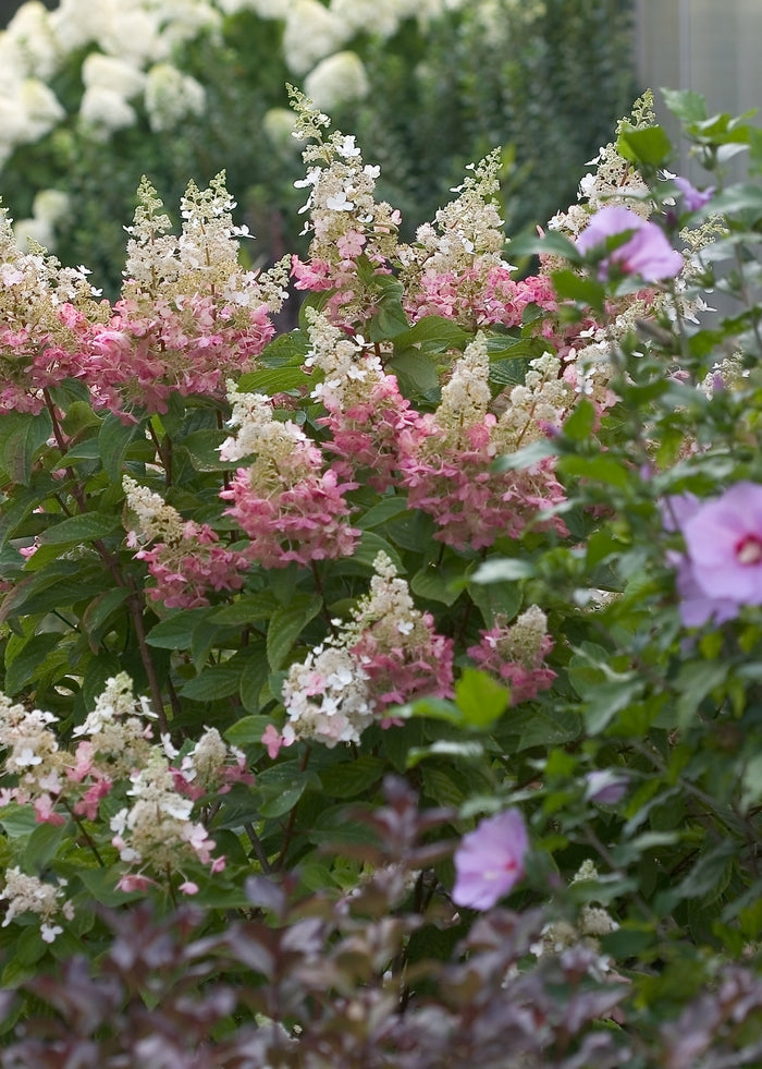 Pinky Winky® Panicle Hydrangea