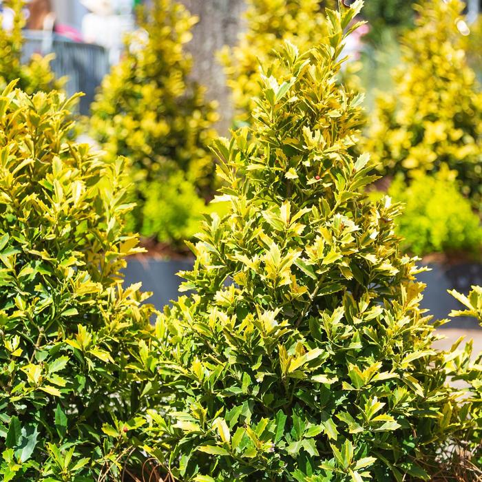 Golden Oakland® Holly