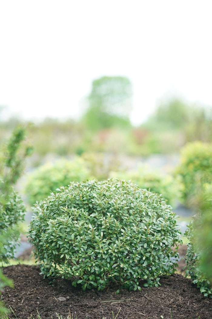 Strongbox® Inkberry Holly