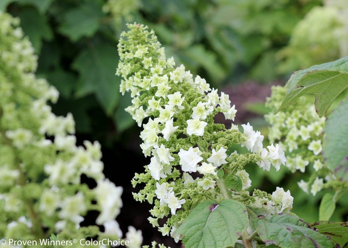 Gatsby Star® Oakleaf Hydrangea
