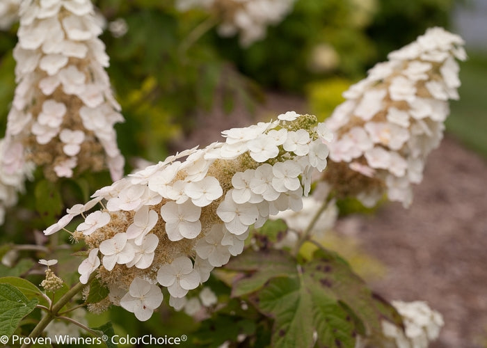 Gatsby Gal® Oakleaf Hydrangea