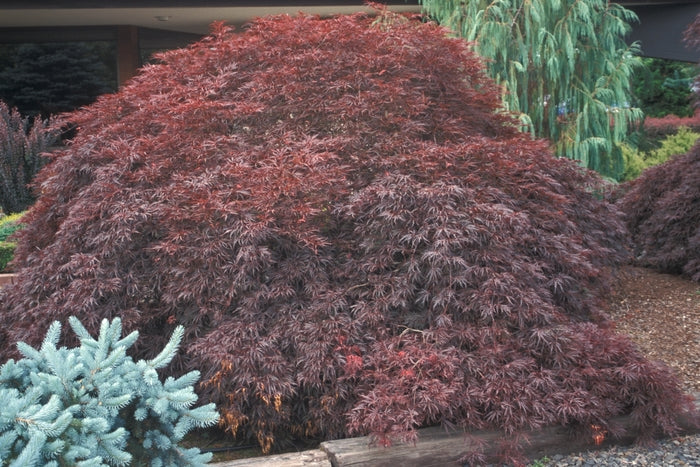 Tamukeyama Japanese Maple