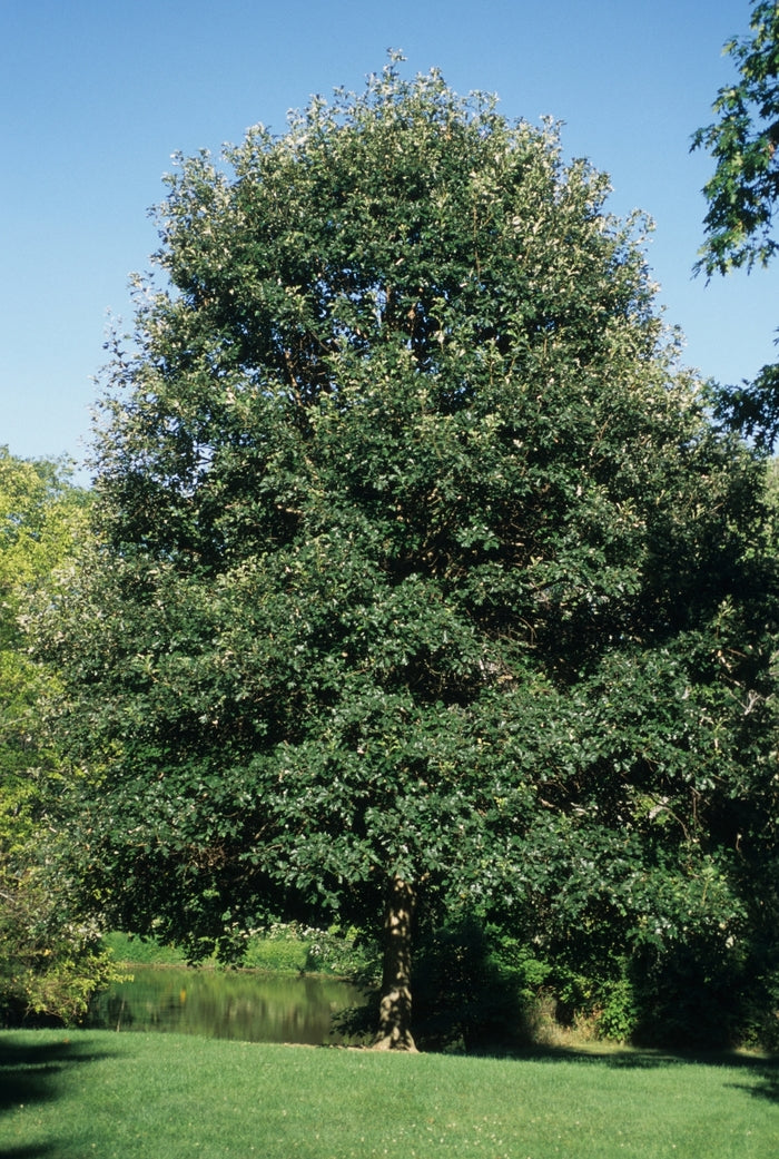 Swamp White Oak