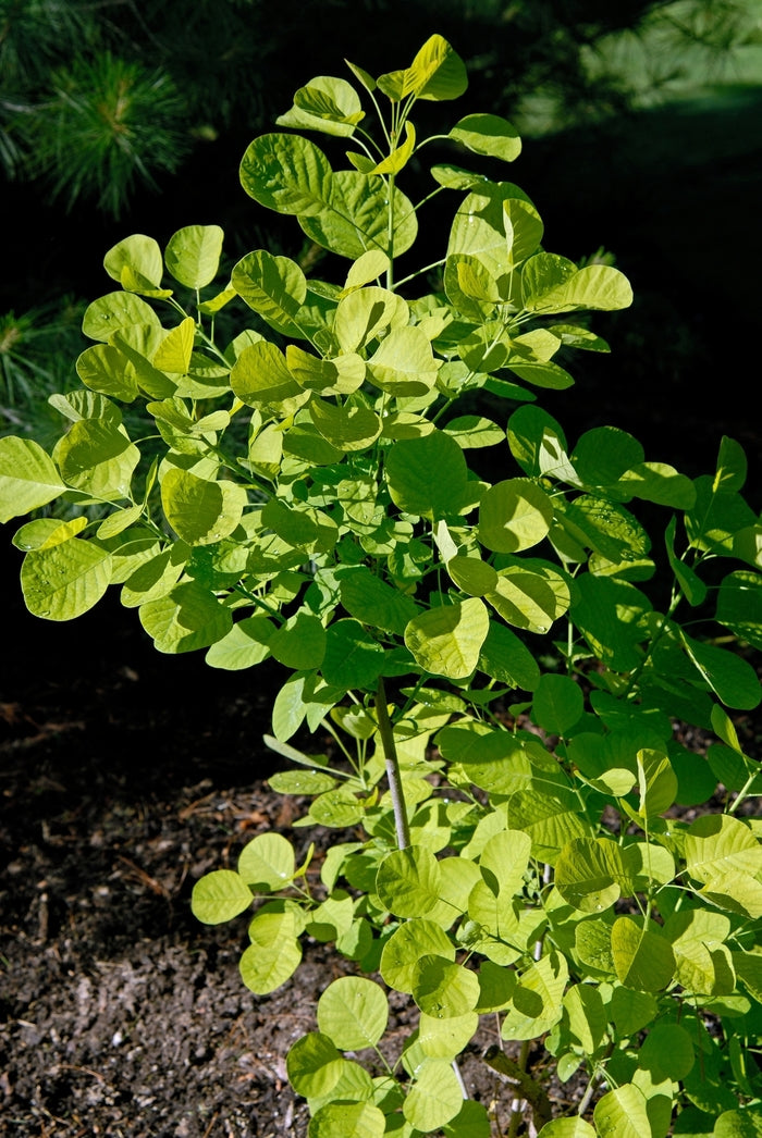 Golden Spirit Golden Smoke Tree