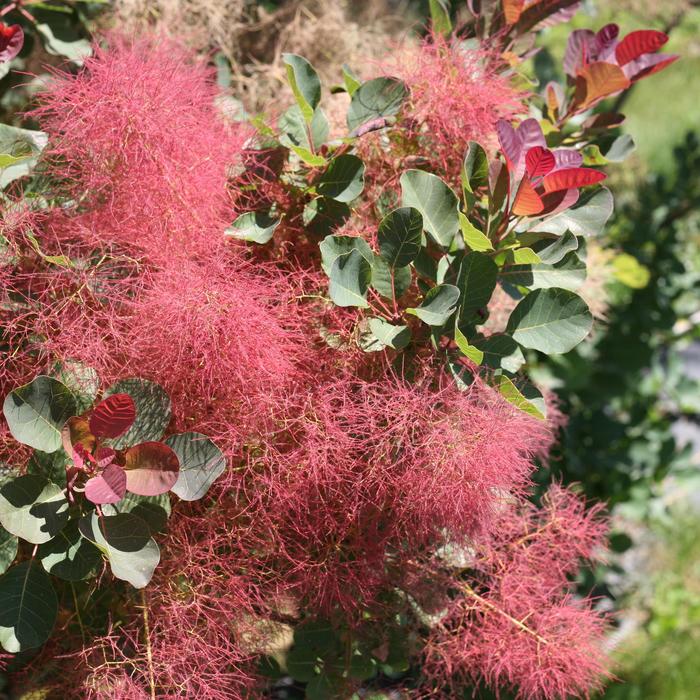 Smokebush