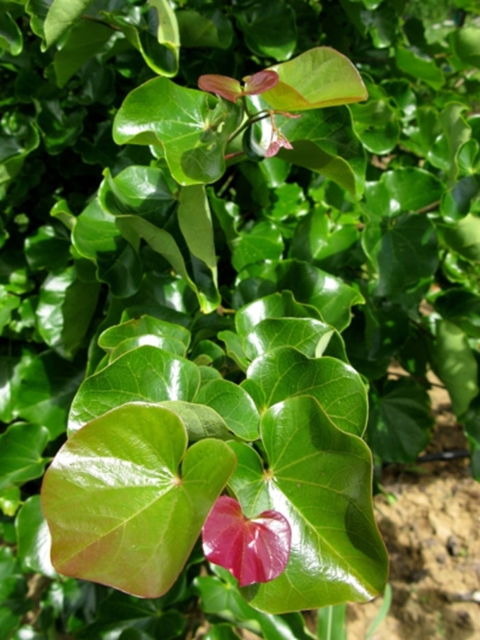 Oklahoma Redbud