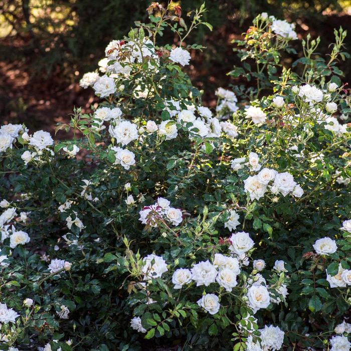 Rosa White Drift®