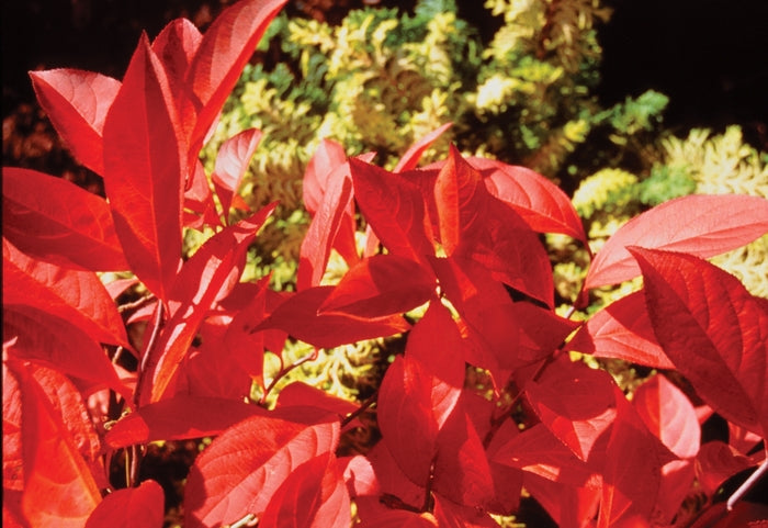 Little Henry® Sweetspire