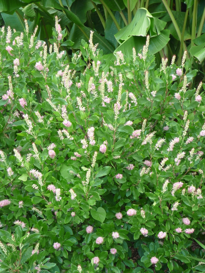 Ruby Spice Summersweet