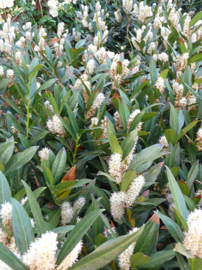 Otto Luyken English Cherry Laurel