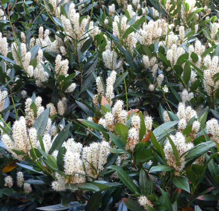 Otto Luyken English Cherry Laurel