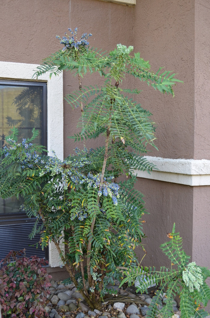 Leatherleaf Mahonia