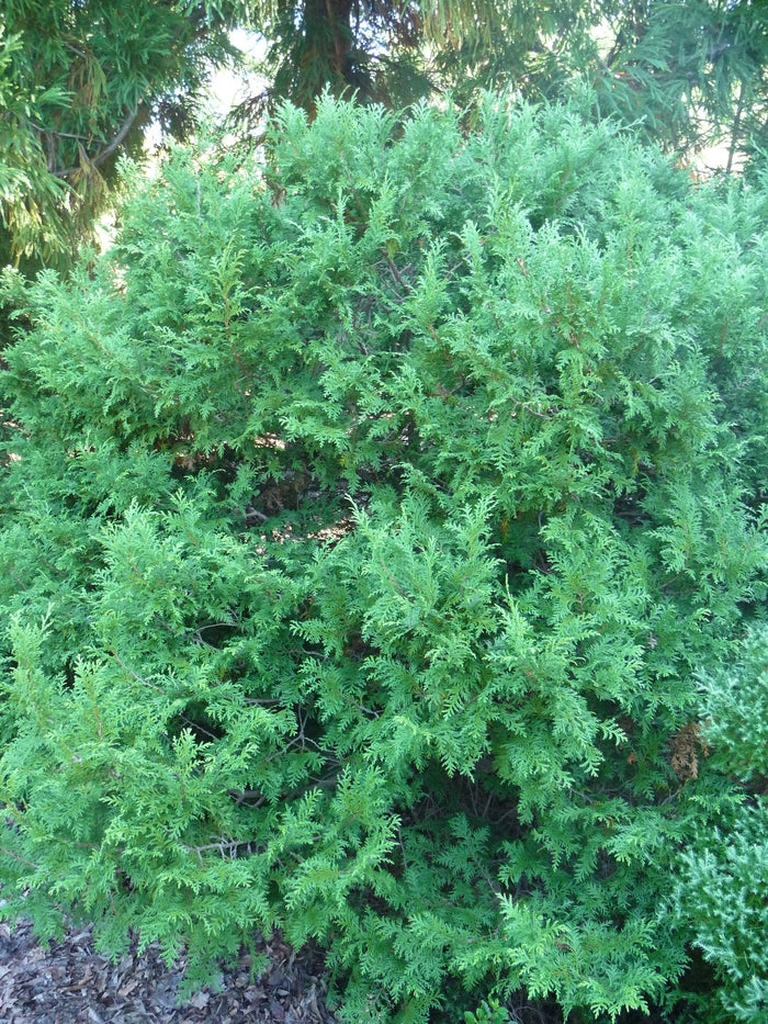 Giokumo Dwarf Japanese Cedar