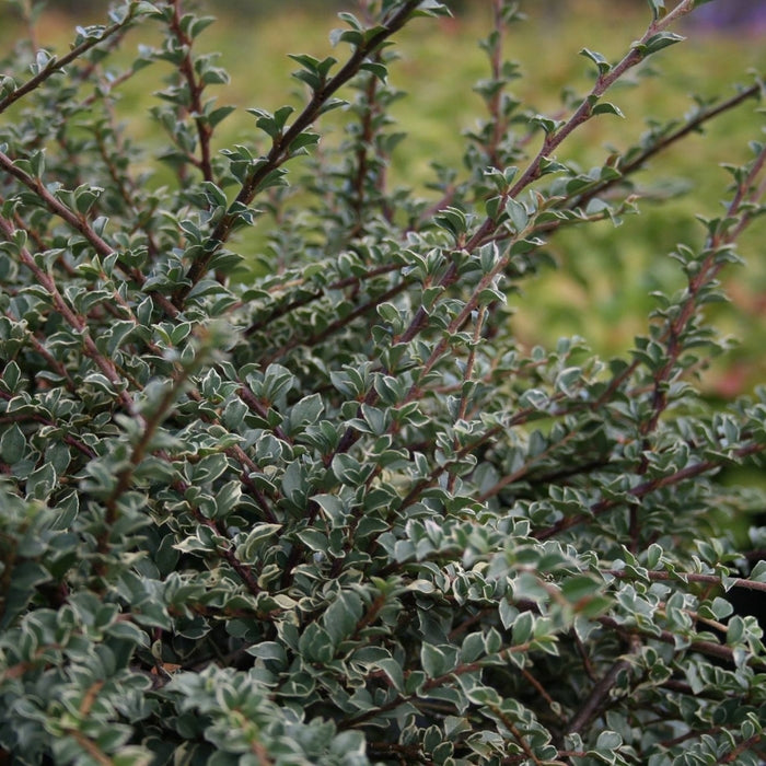 Variegatus Rockspray Cotoneaster