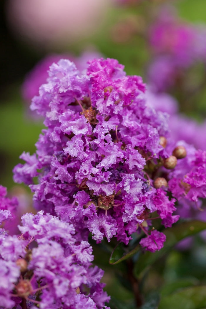 Purple Magic Crapemyrtle