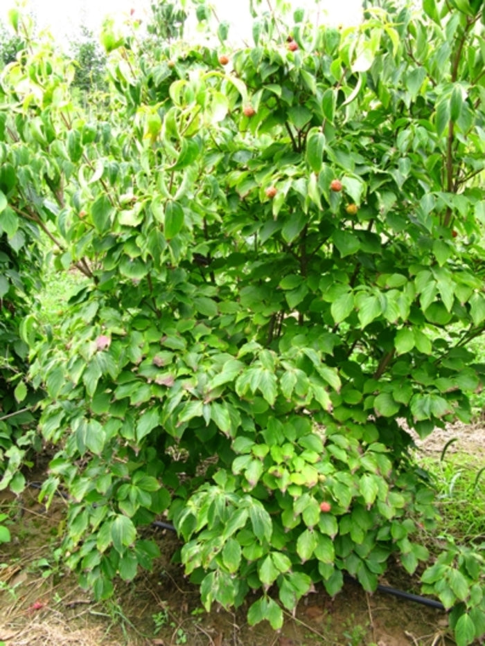 Chinese Dogwood or Kousa Dogwood