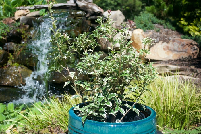 Variegatus False Holly