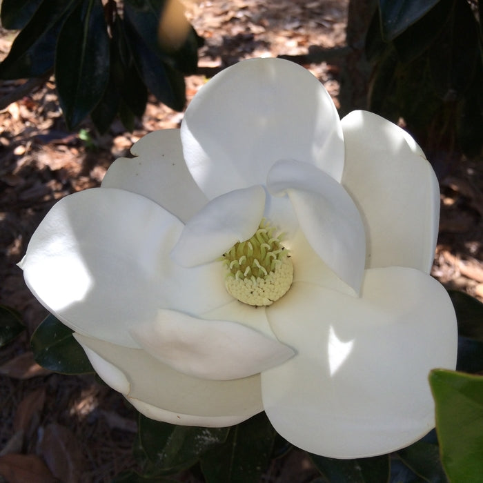 Little Gem Southern Magnolia