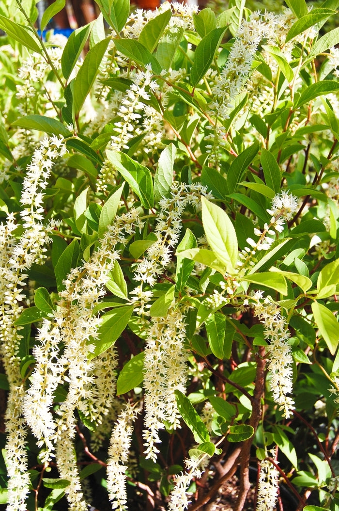 Henry's Garnet