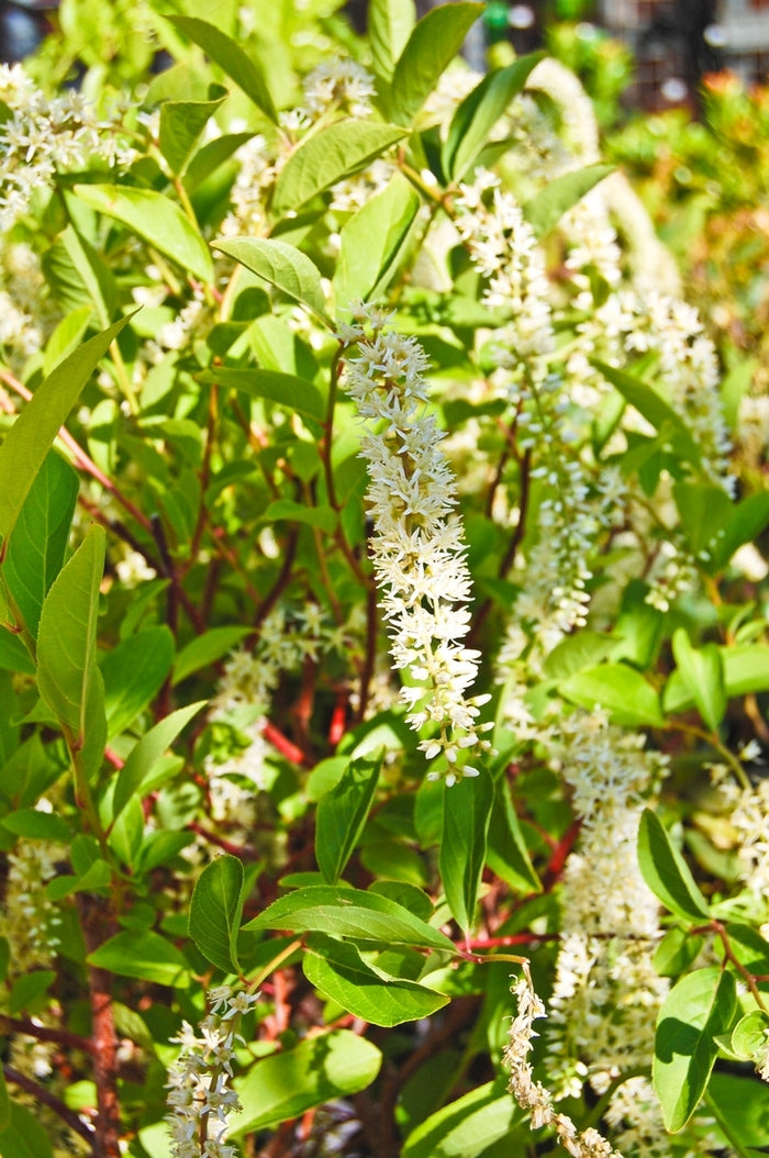 Henry's Garnet
