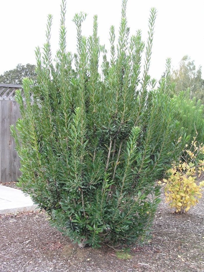 Pacific Wax Myrtle