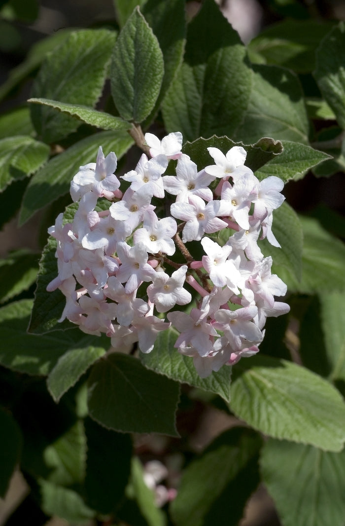 Koreanspice Viburnum