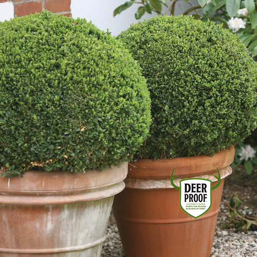 Sprinter® Boxwood