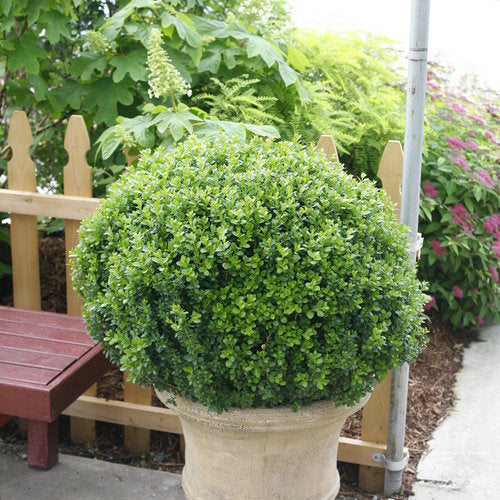 Sprinter® Boxwood