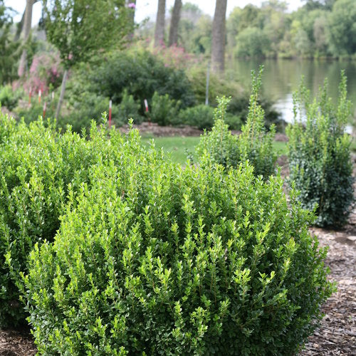 Sprinter® Boxwood